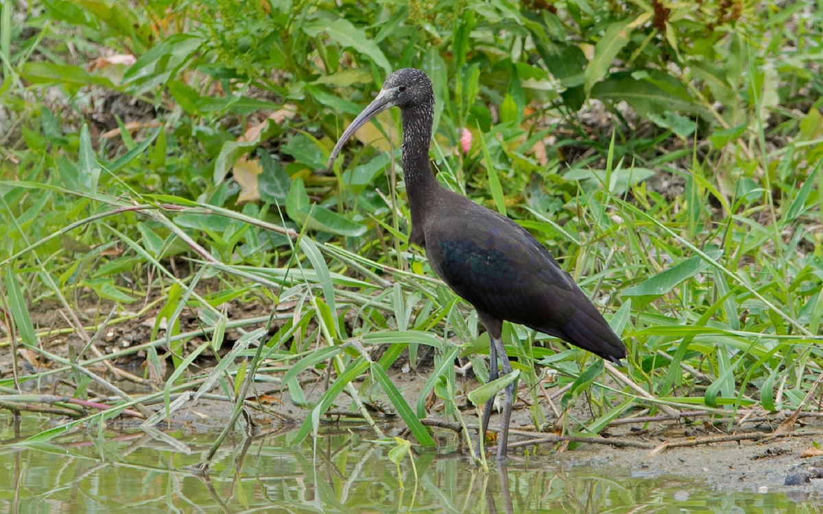 ibis hnědý - ML224082841