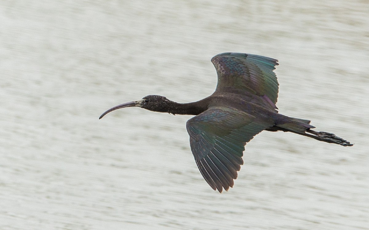 Glossy Ibis - Thierry NOGARO