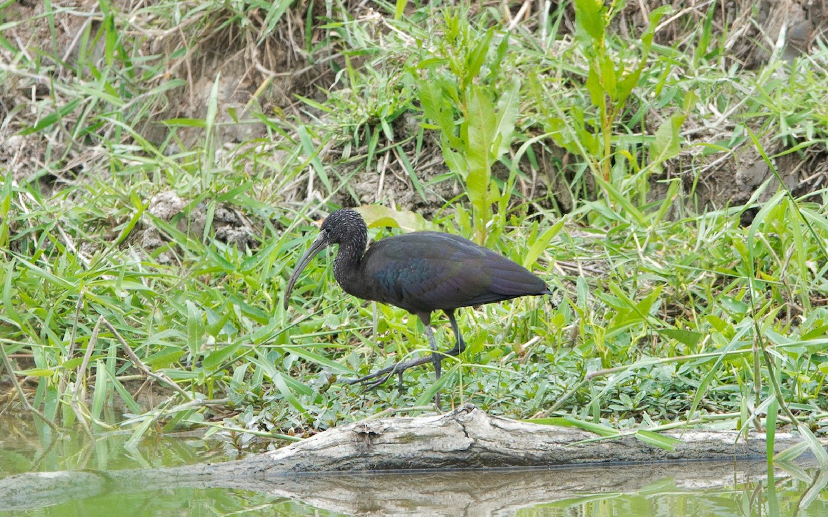 Glossy Ibis - ML224082921