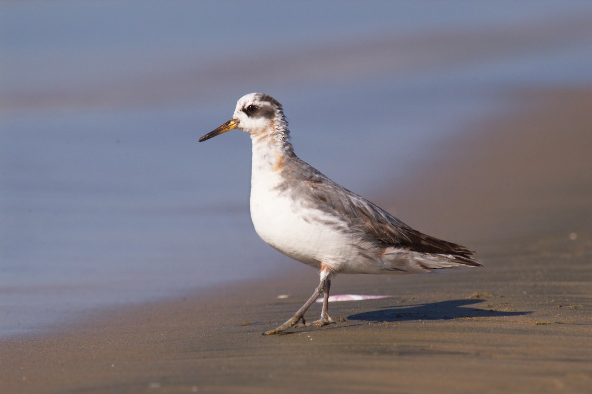 polarsvømmesnipe - ML22408361
