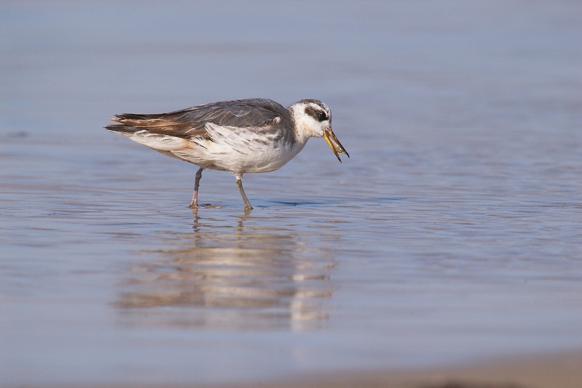 polarsvømmesnipe - ML22408381