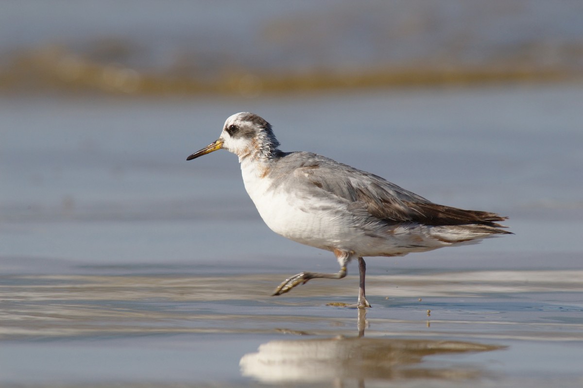 polarsvømmesnipe - ML22408401