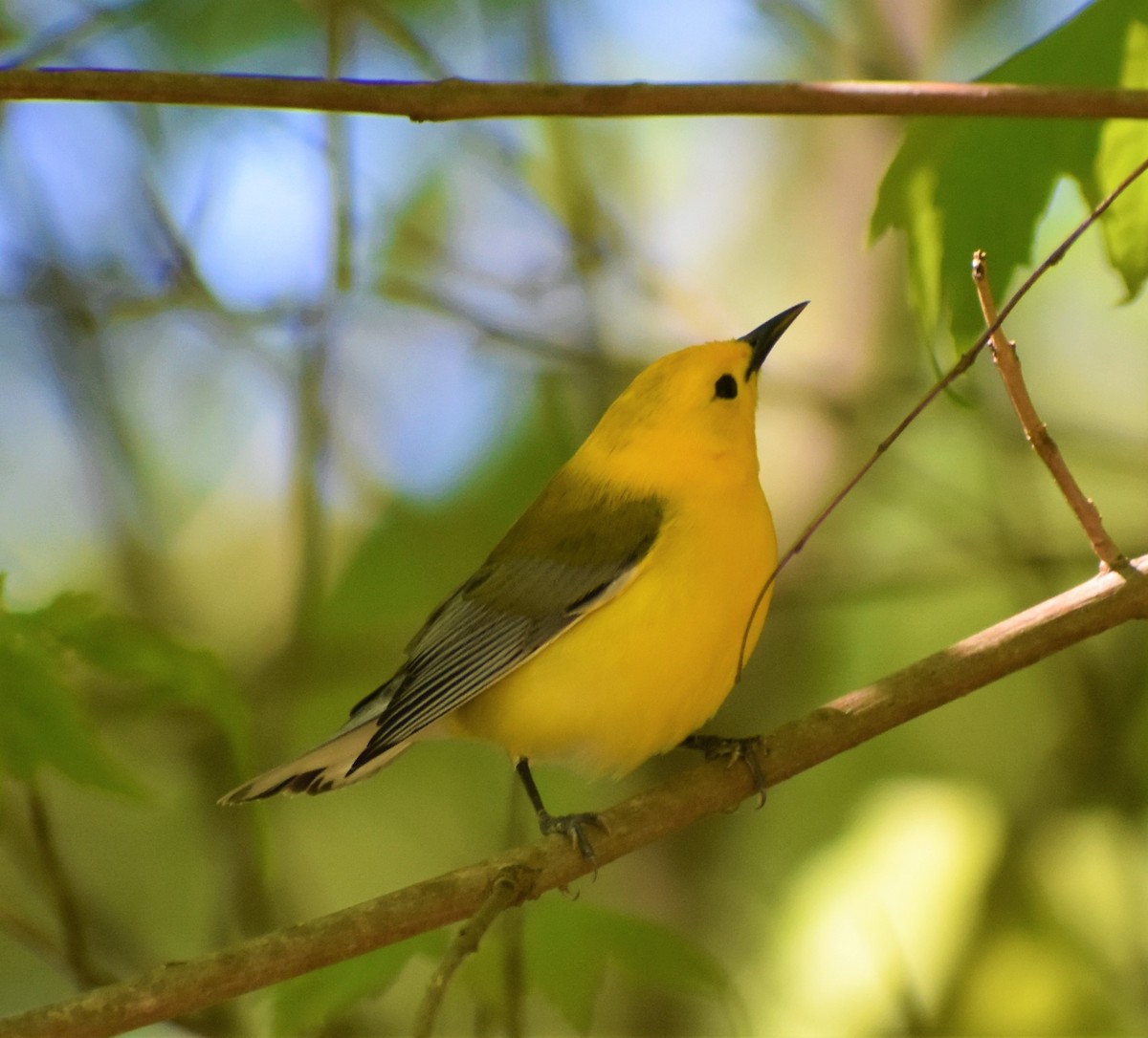 Prothonotary Warbler - ML224085111