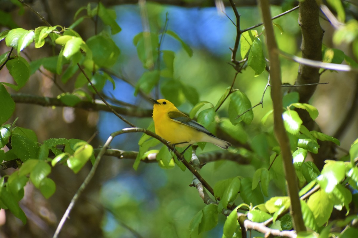Prothonotary Warbler - ML224085481