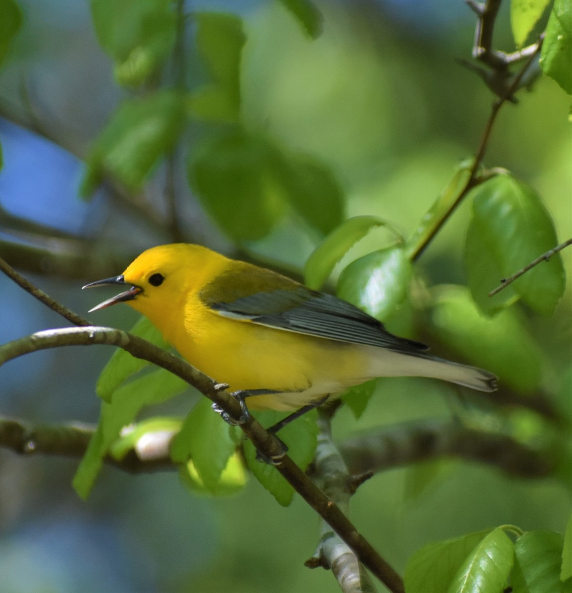 Prothonotary Warbler - ML224085831