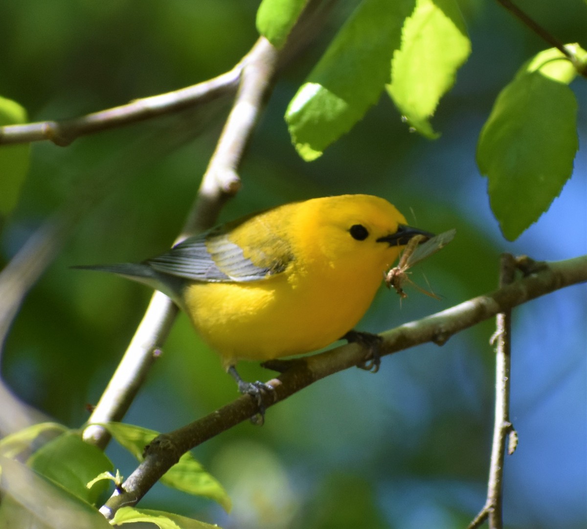 Prothonotary Warbler - ML224086111