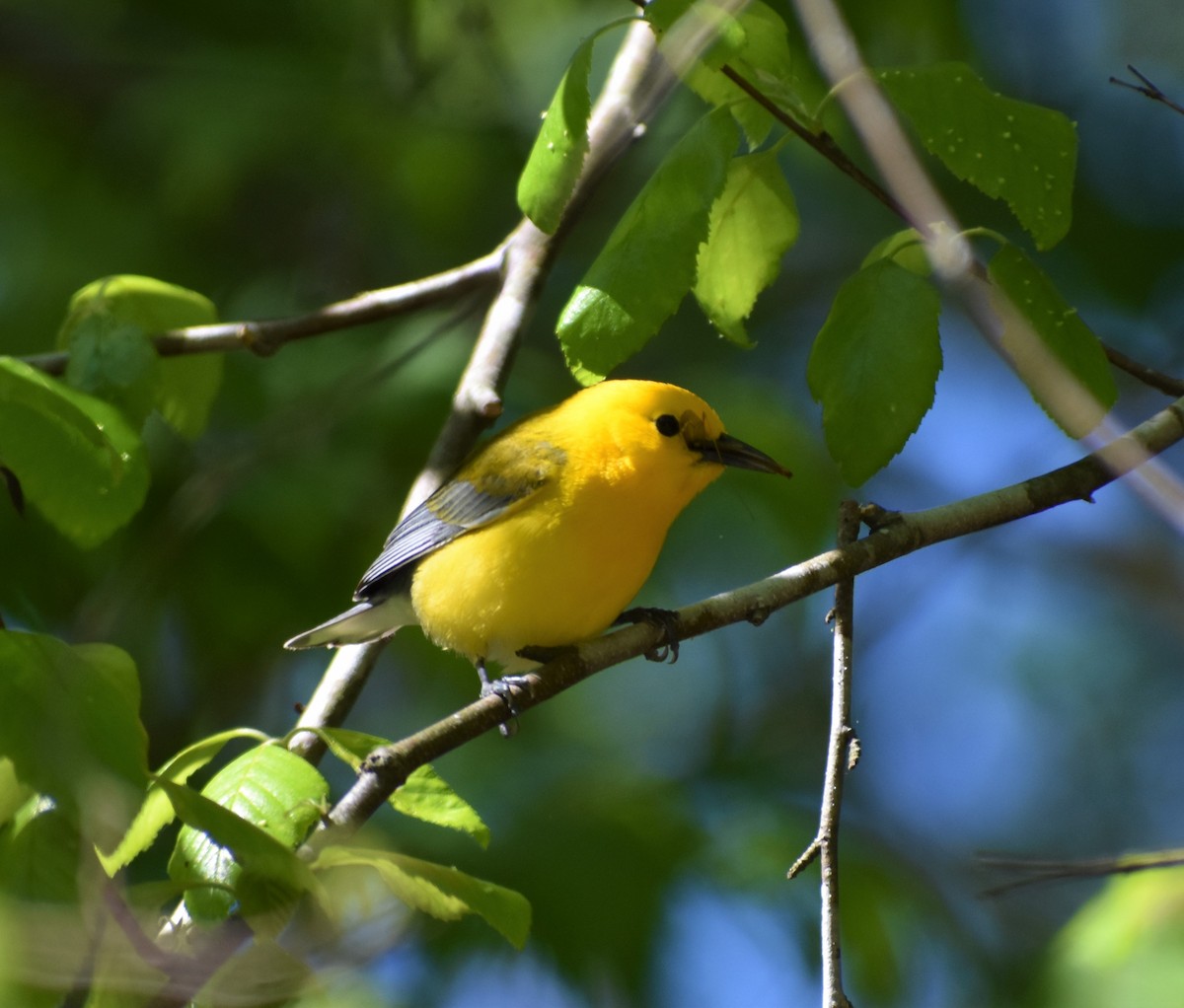 Prothonotary Warbler - ML224086341