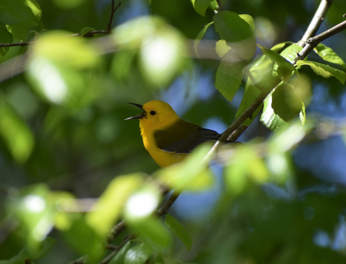Prothonotary Warbler - ML224086591