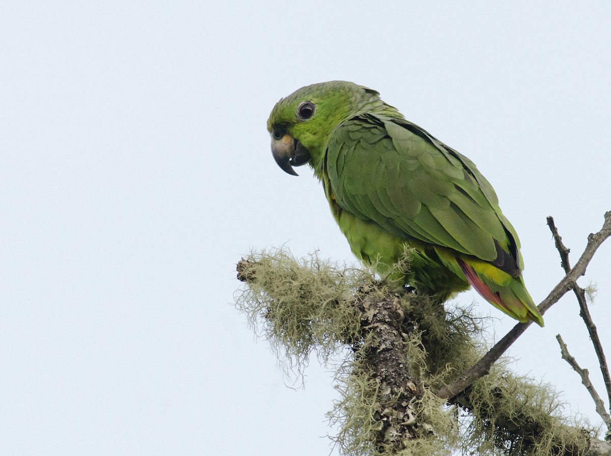 Scaly-naped Amazon - Joshua Vandermeulen