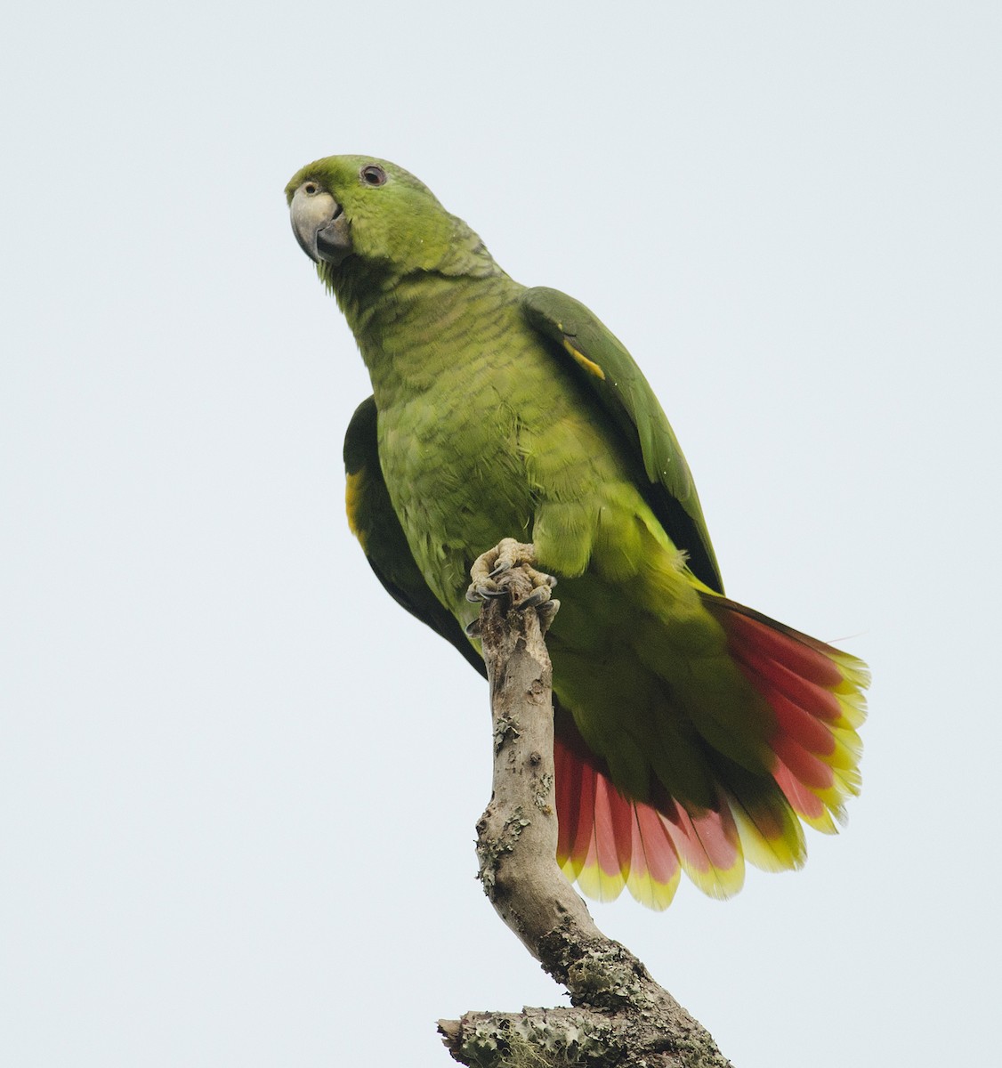 Amazona Mercenaria - ML224087481