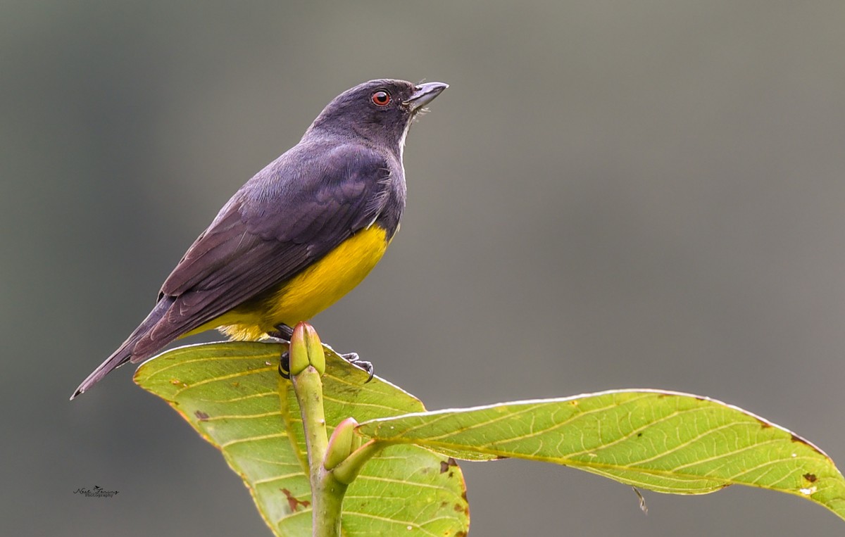 Yellow-bellied Flowerpecker - ML224089191