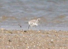 Nordmann's Greenshank - ML224089661