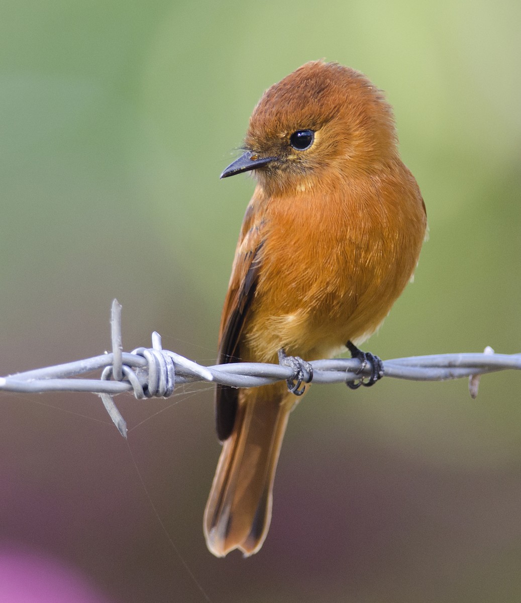 Cinnamon Flycatcher - Joshua Vandermeulen