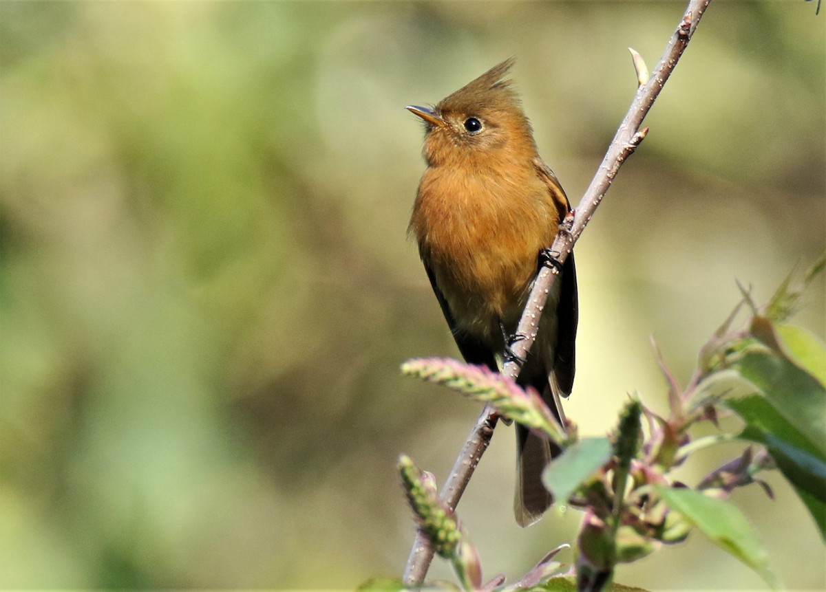 Tufted Flycatcher (Mexican) - Josue  de León Lux (Birding Guide) josuedeleonlux@gmail.com +502 3068 8988