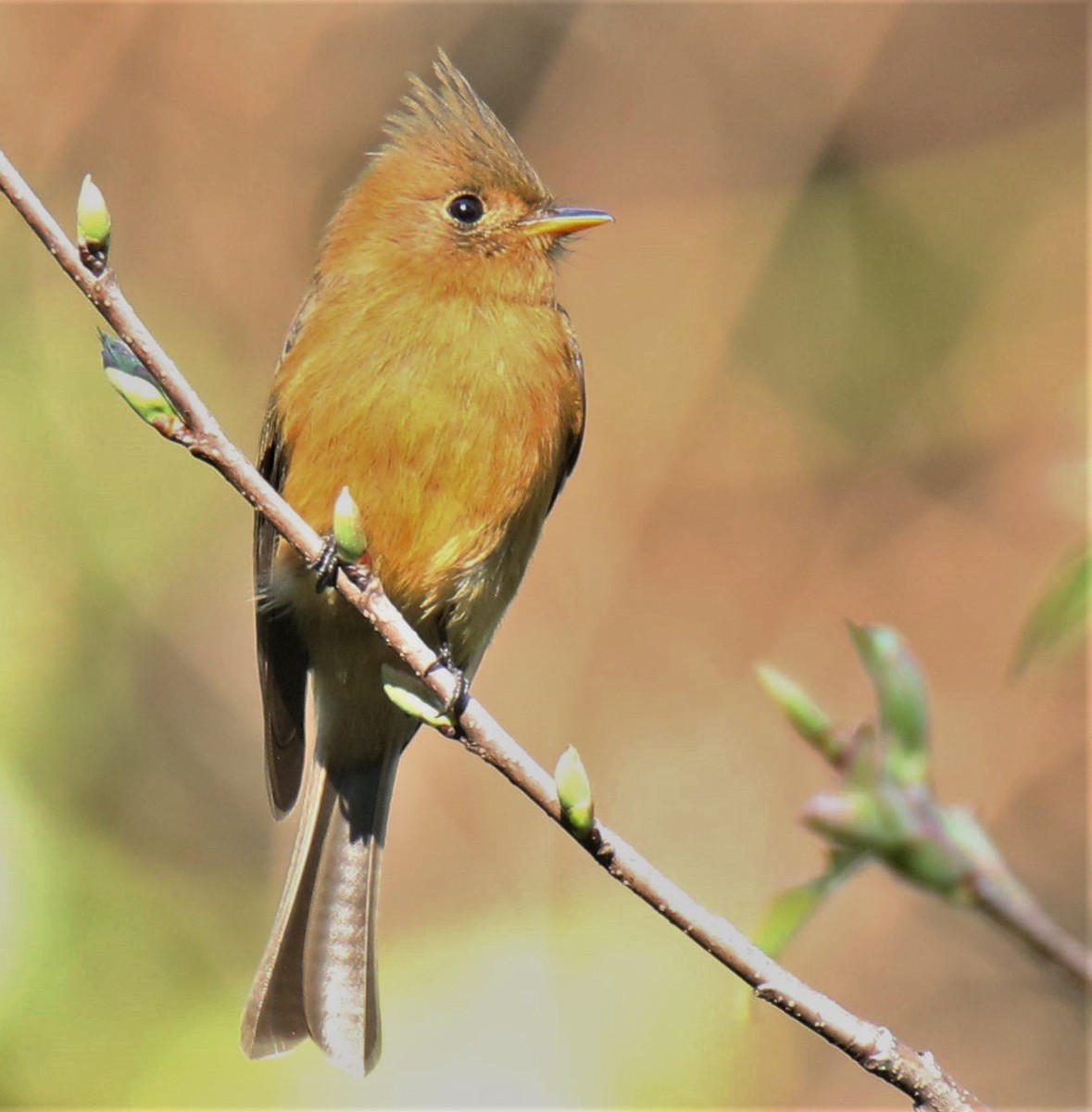 フサボウシハエトリ（phaeocercus／tenuirostris） - ML224092091