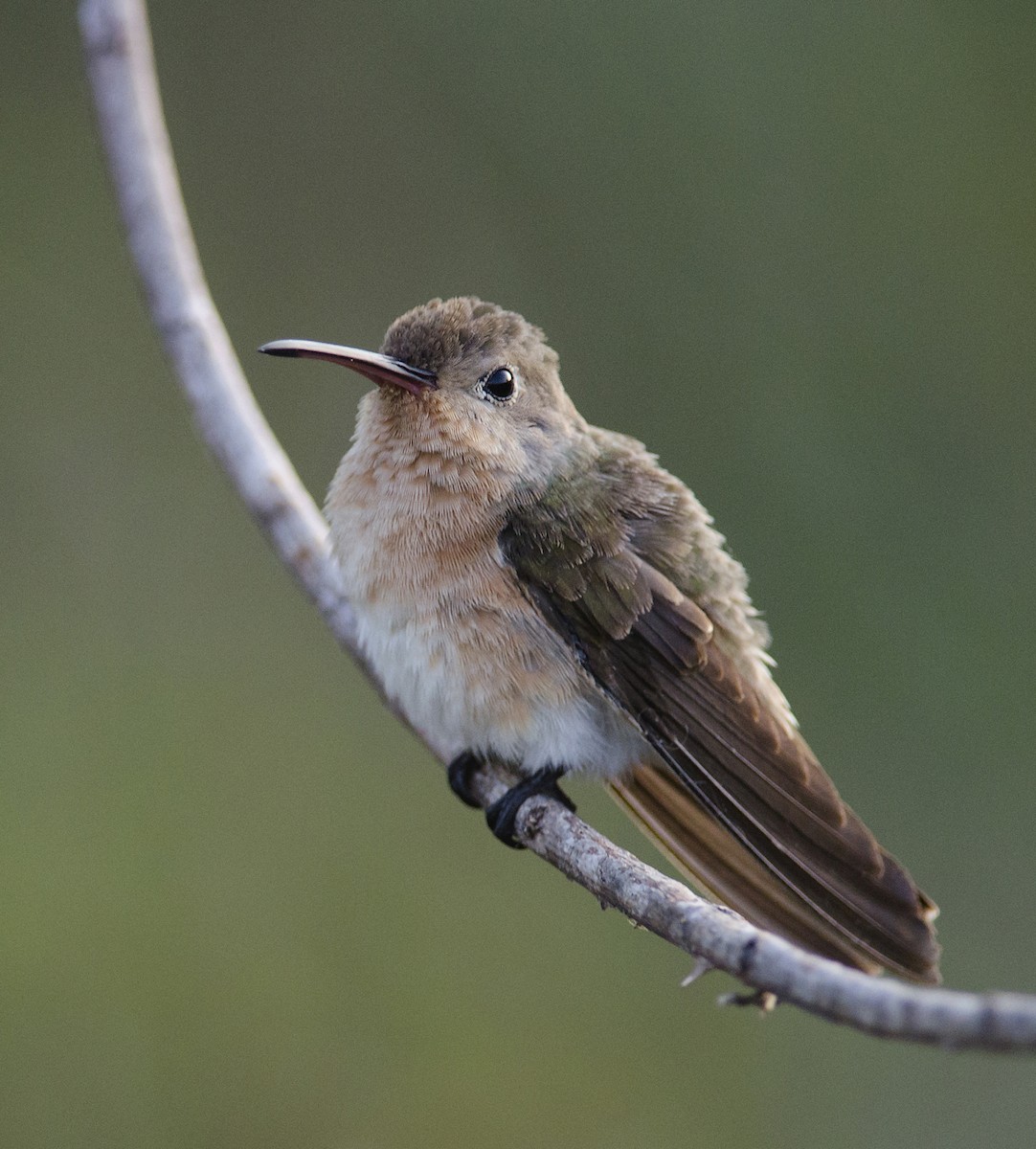 Zimtbrustkolibri - ML224092761