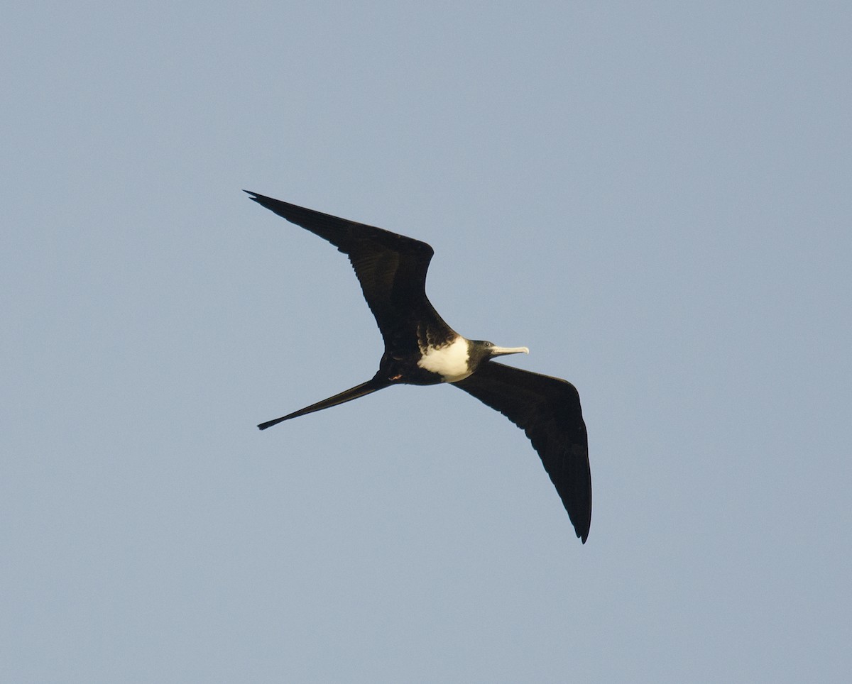 Magnificent Frigatebird - ML224092781