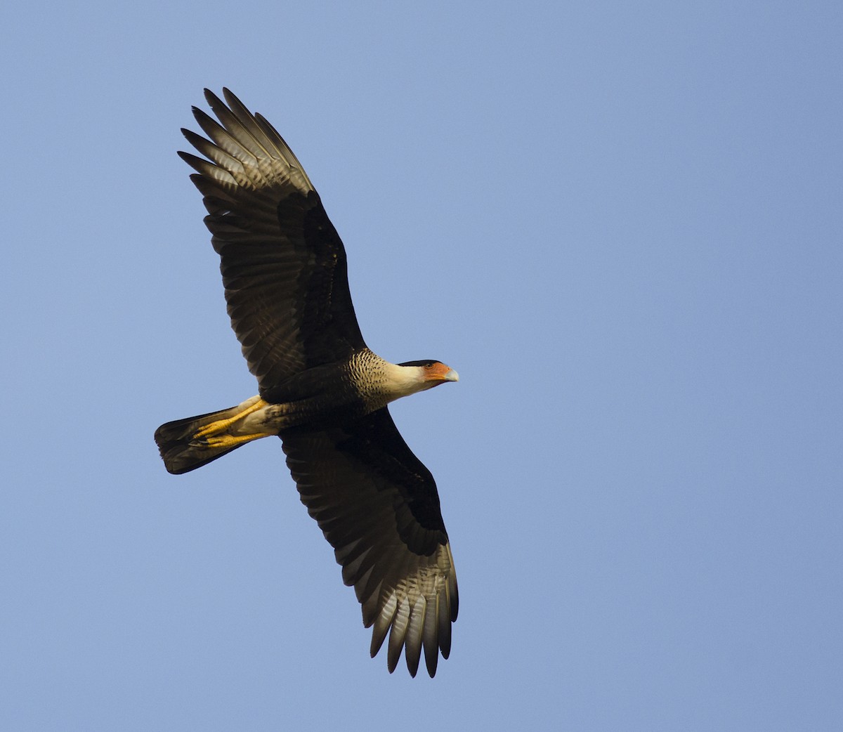 Caracara huppé (cheriway) - ML224093311