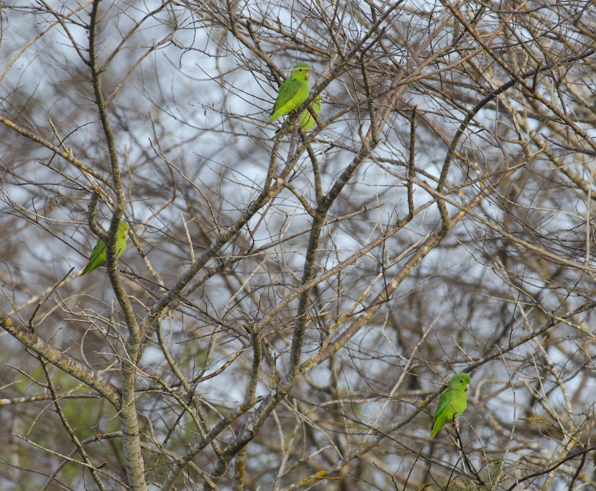 Green-rumped Parrotlet - ML224093351