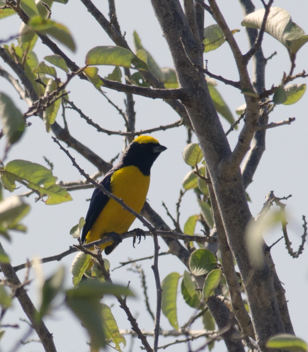 Trinidad Euphonia - ML224094321