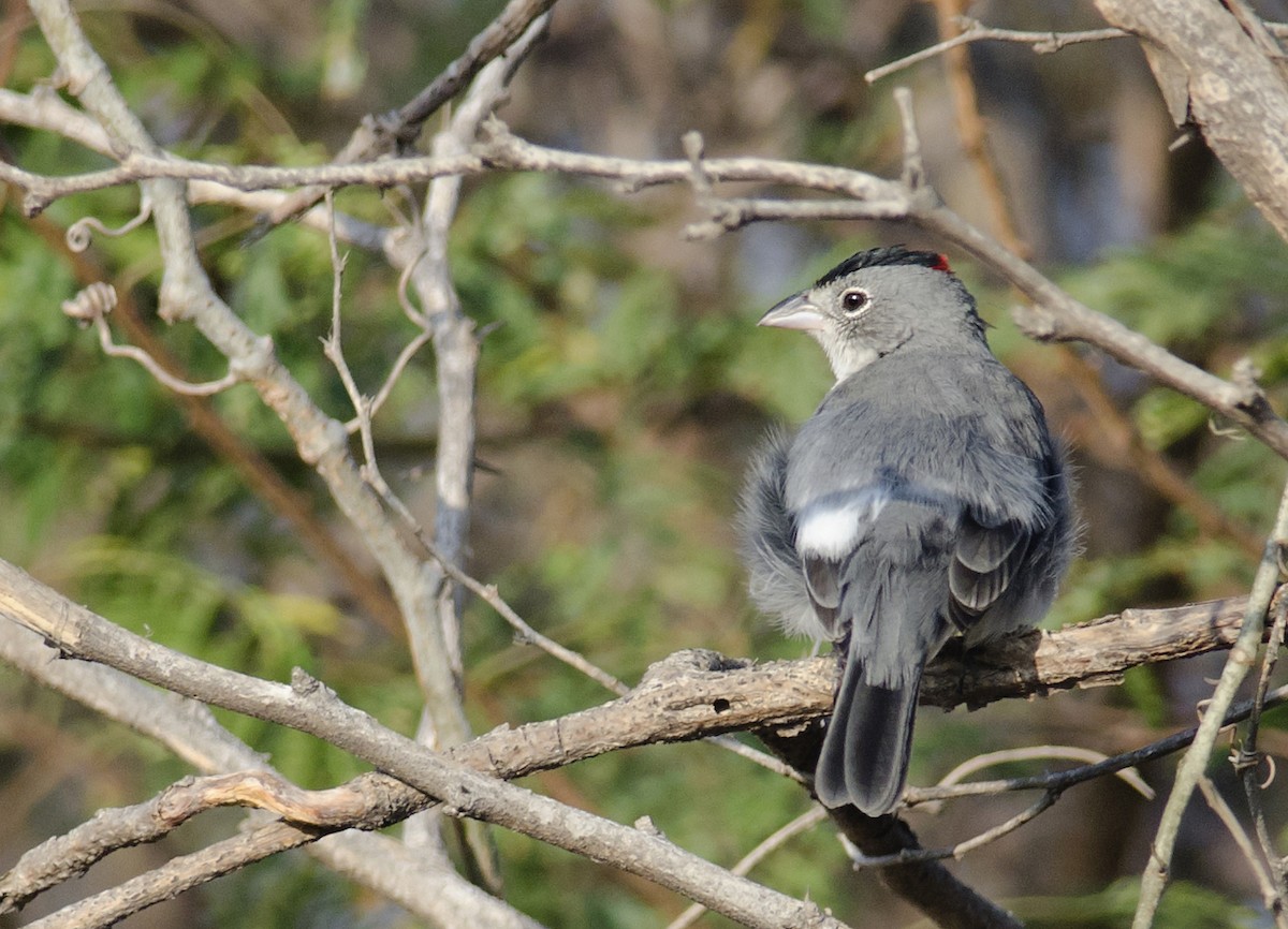 Araguira gris - ML224094451