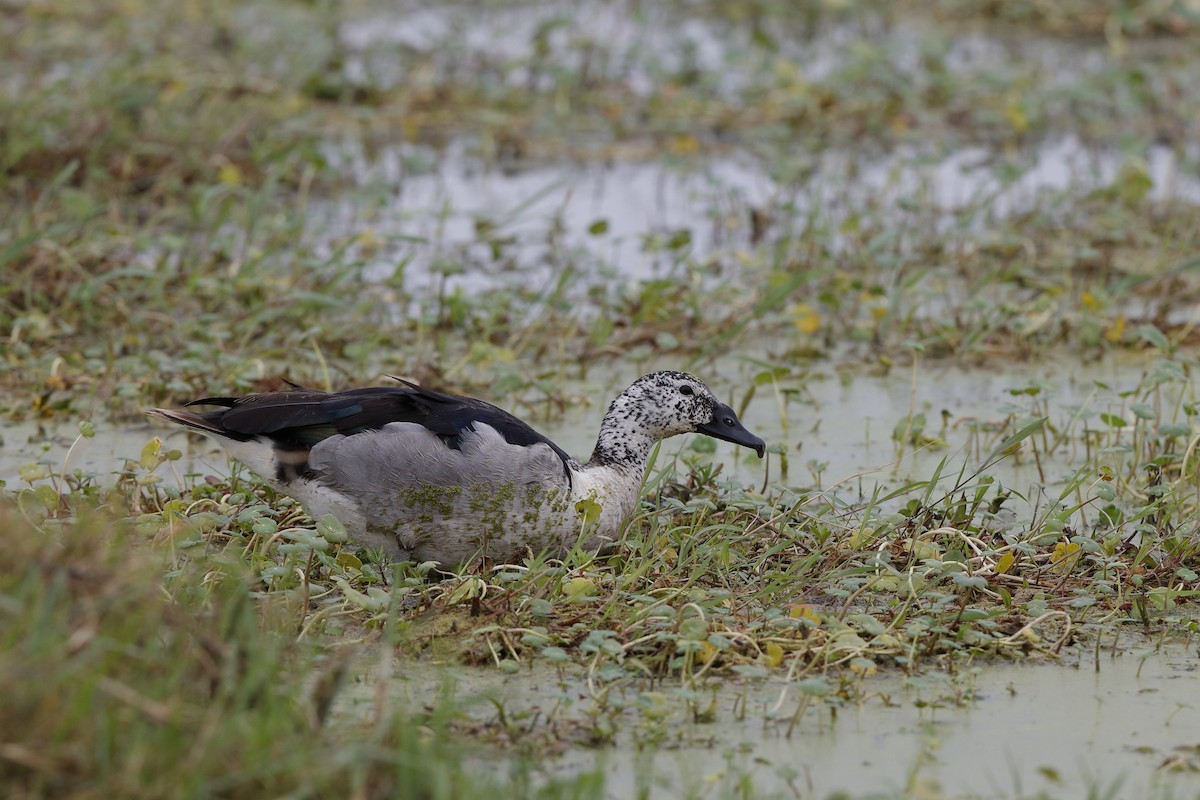 Knob-billed Duck - ML224094631