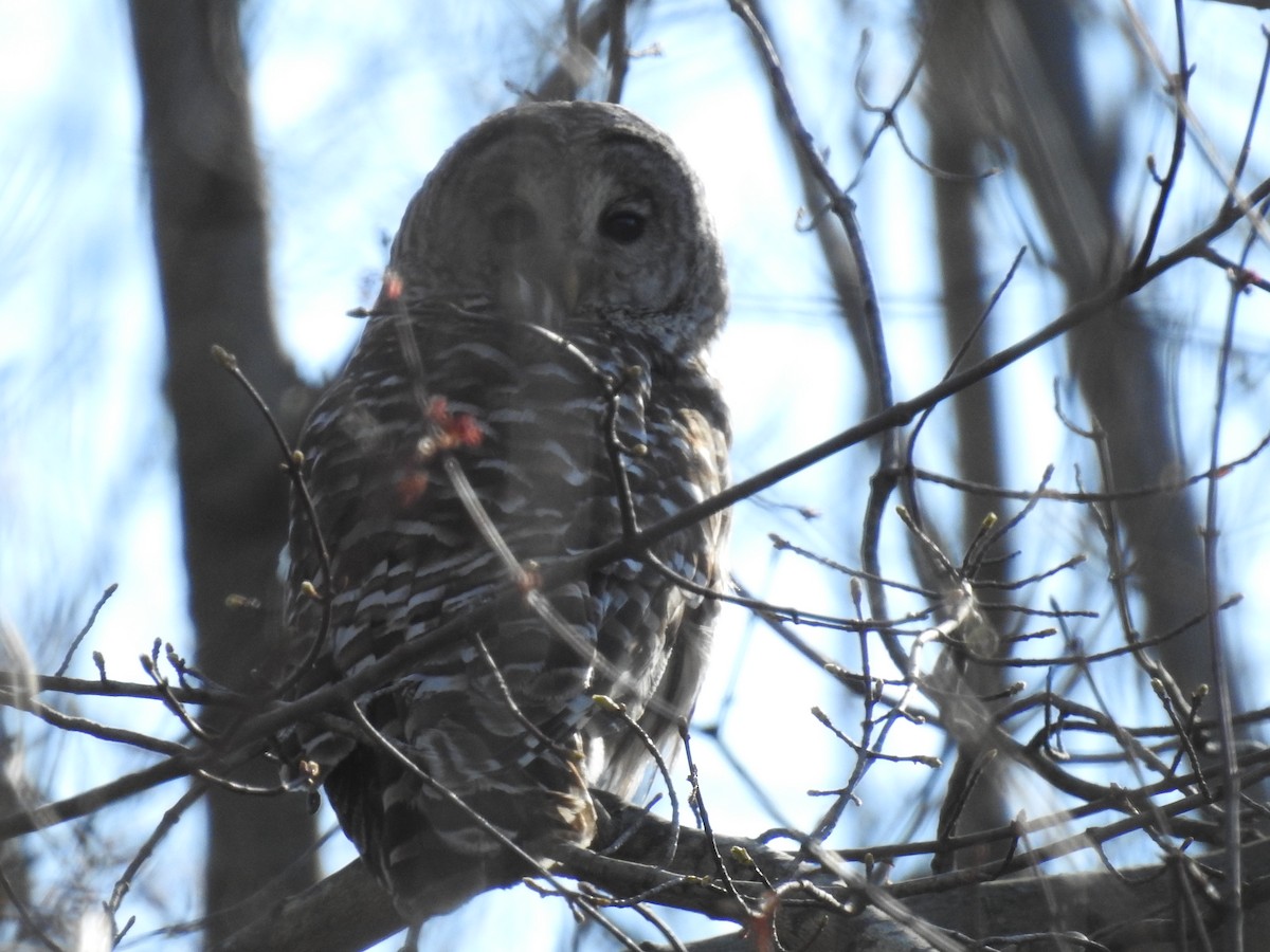 Barred Owl - ML224100241