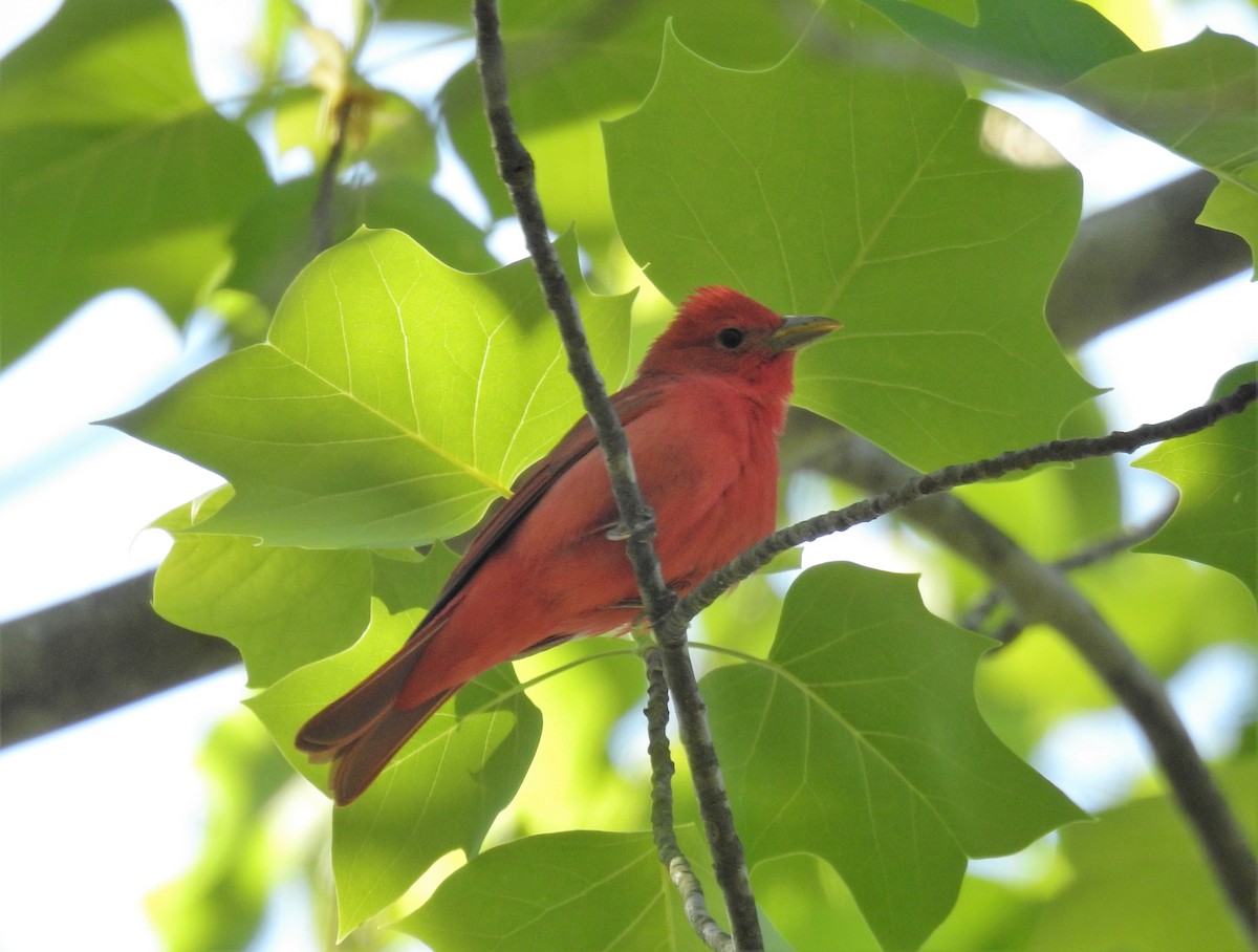 Summer Tanager - ML224101641