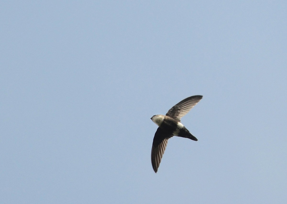 ML224102271 - White-tipped Swift - Macaulay Library