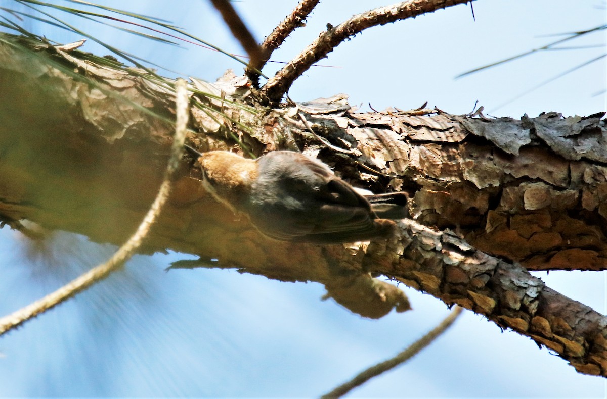 Brown-headed Nuthatch - ML224103961