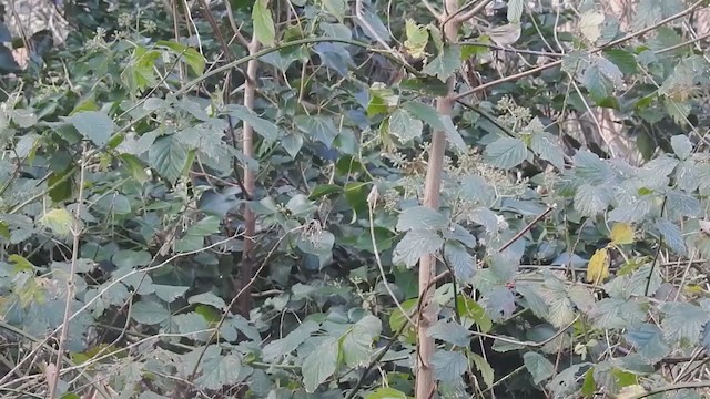 Blyth's Reed Warbler - ML224104171