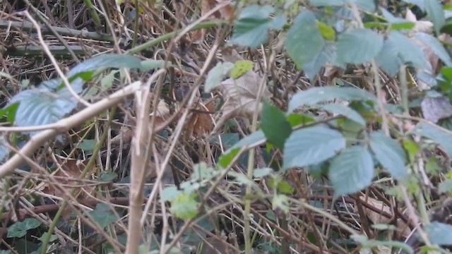 Blyth's Reed Warbler - ML224104871