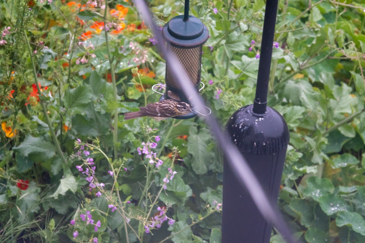 Black-headed Grosbeak - ML224105881