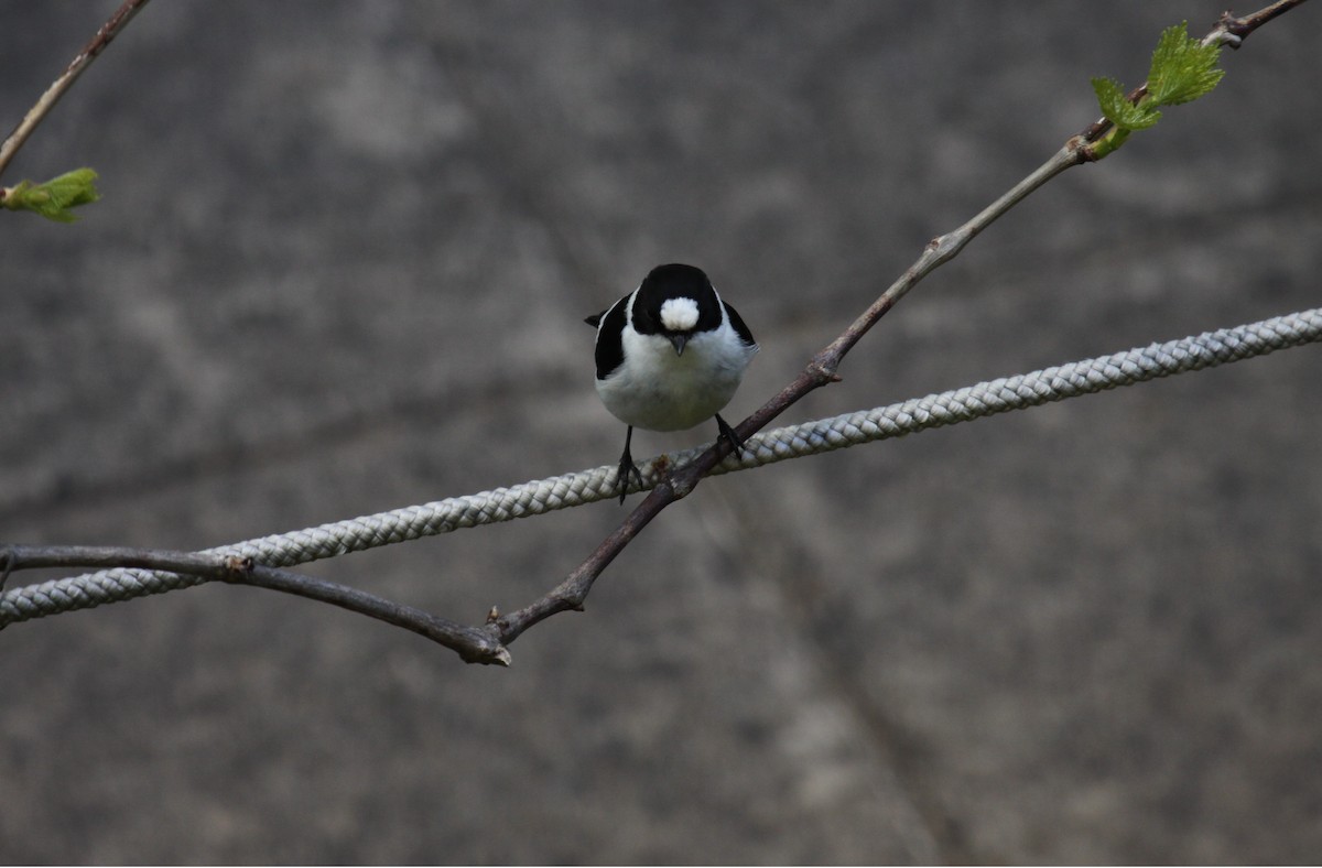 Collared Flycatcher - ML224105981