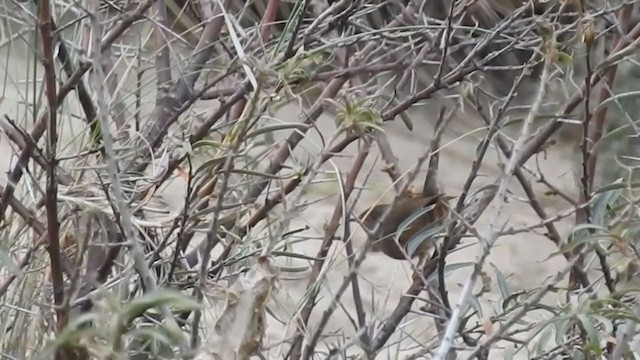 Dartford Warbler - ML224106011