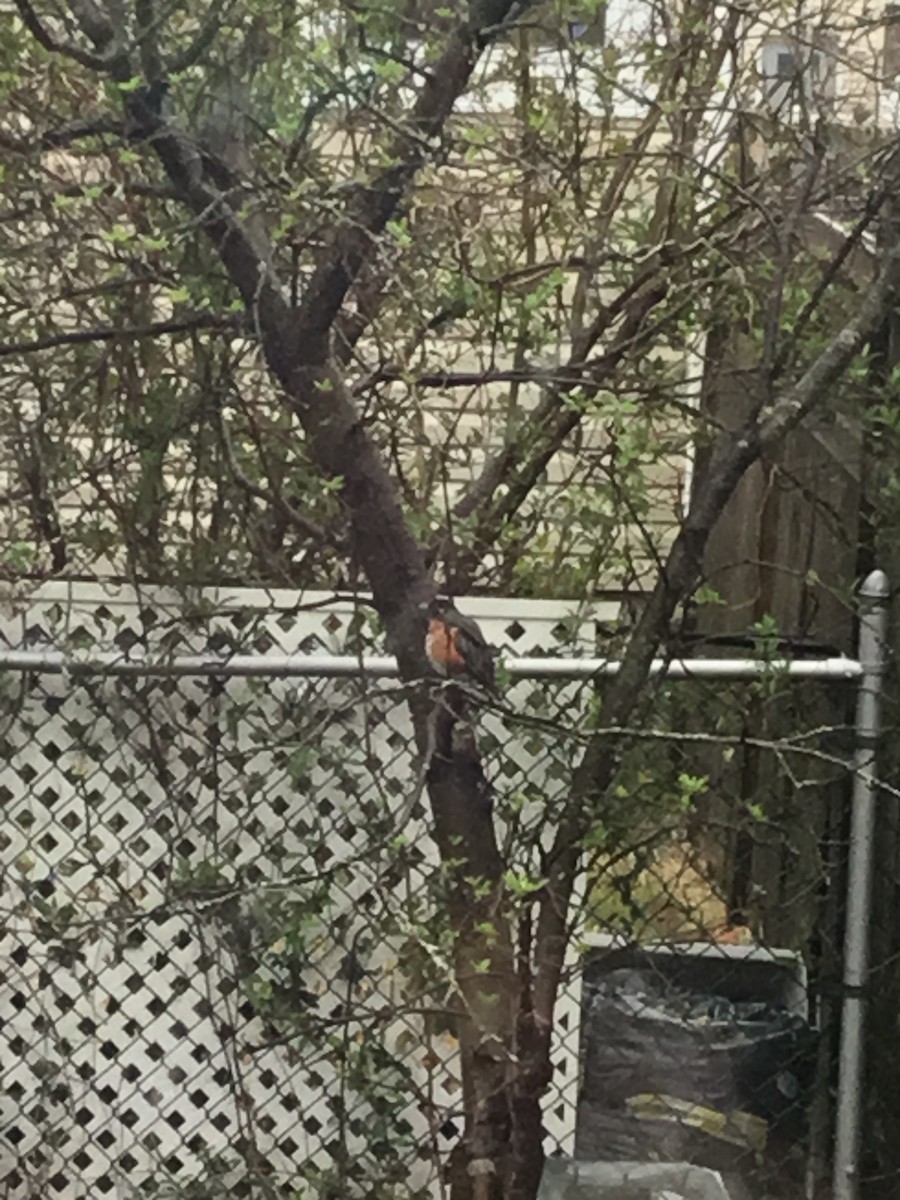 American Robin - ML224106111