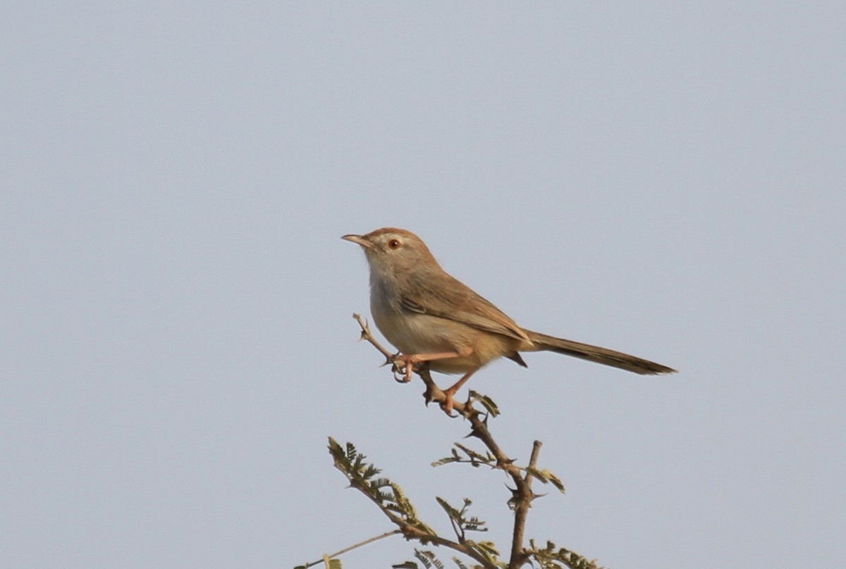 Rufous-fronted Prinia - ML224106801