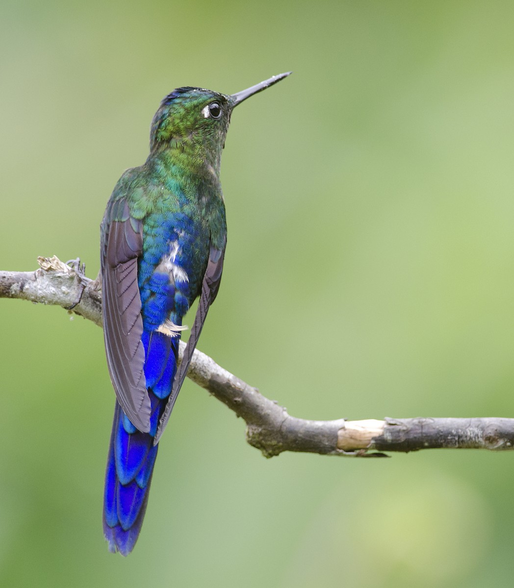 Violet-tailed Sylph - Joshua Vandermeulen