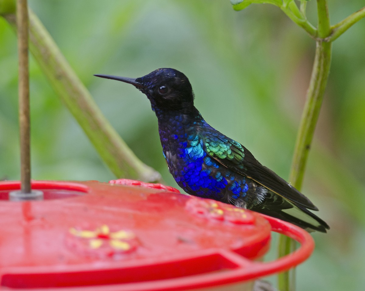 Velvet-purple Coronet - ML224108341