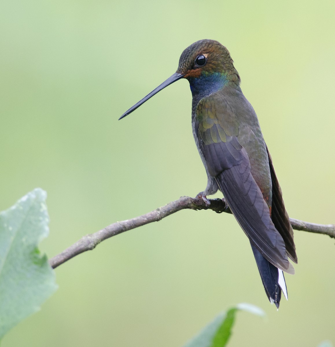 Rufous-gaped Hillstar - ML224108401