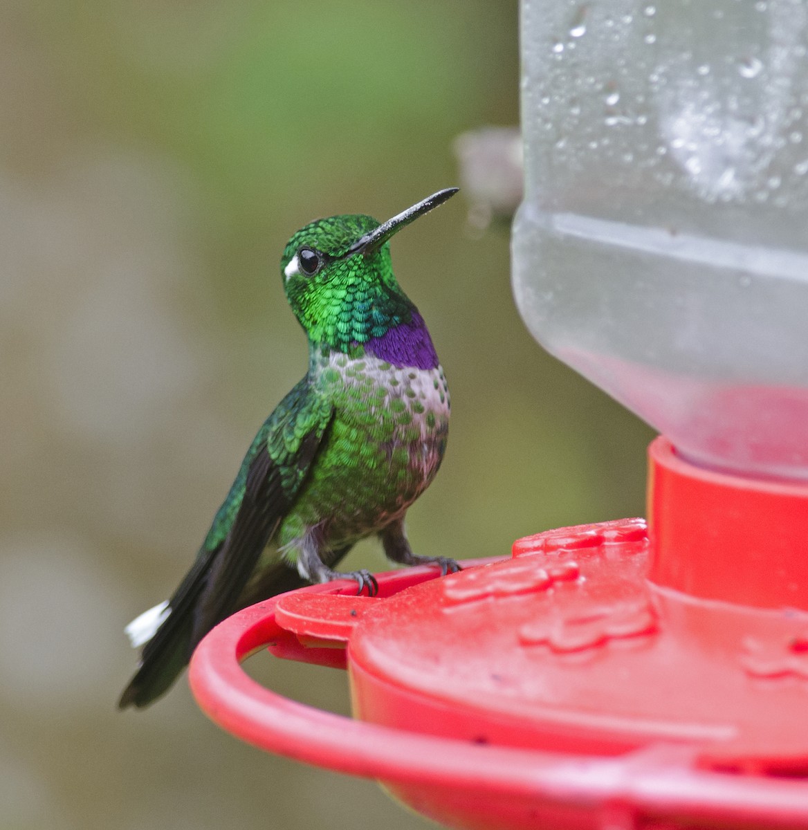 Purple-bibbed Whitetip - ML224108451