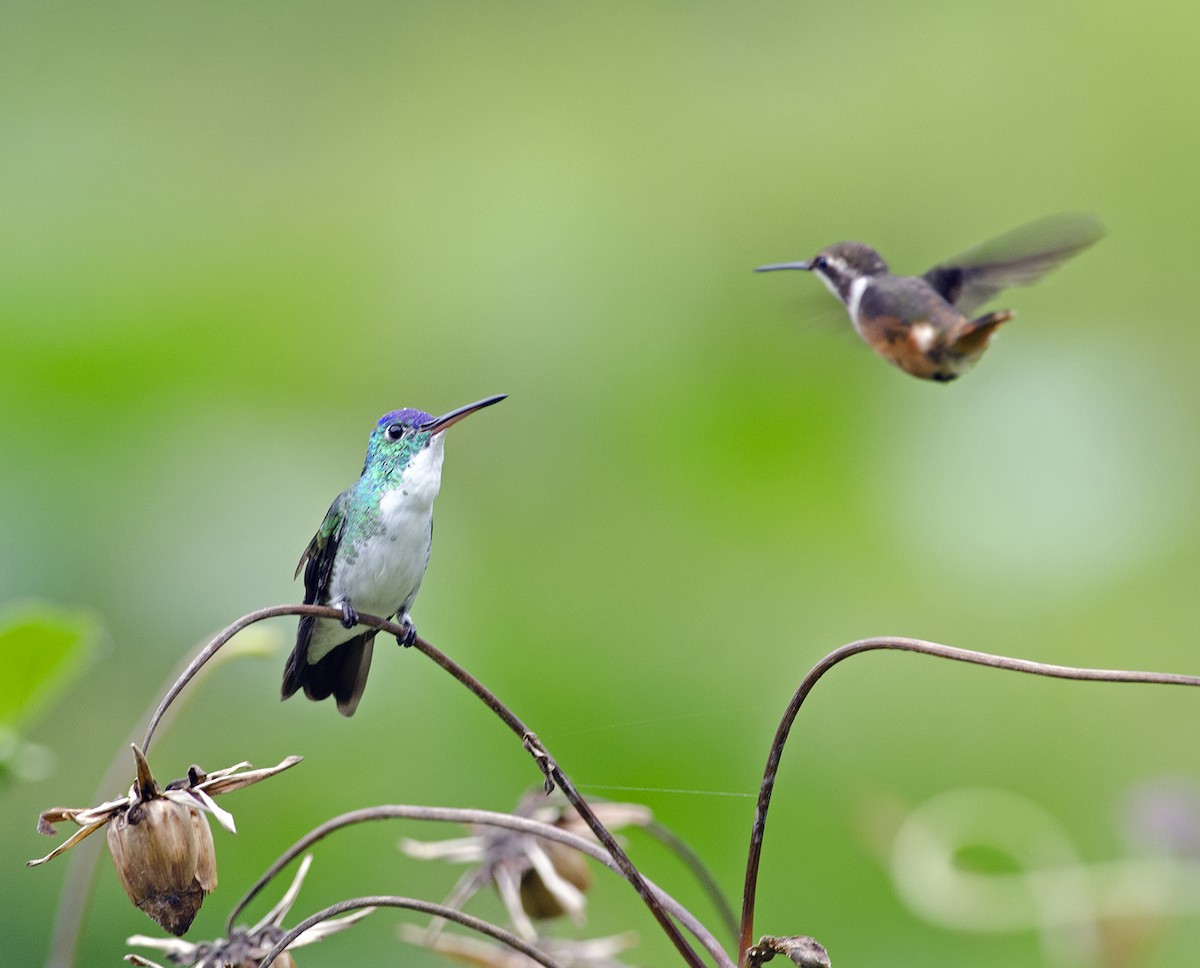 Purple-throated Woodstar - Joshua Vandermeulen