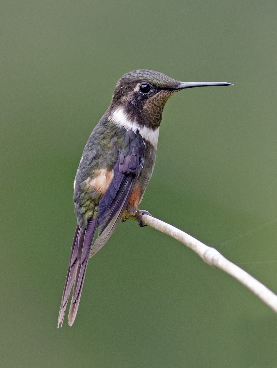 Purple-throated Woodstar - ML224108691