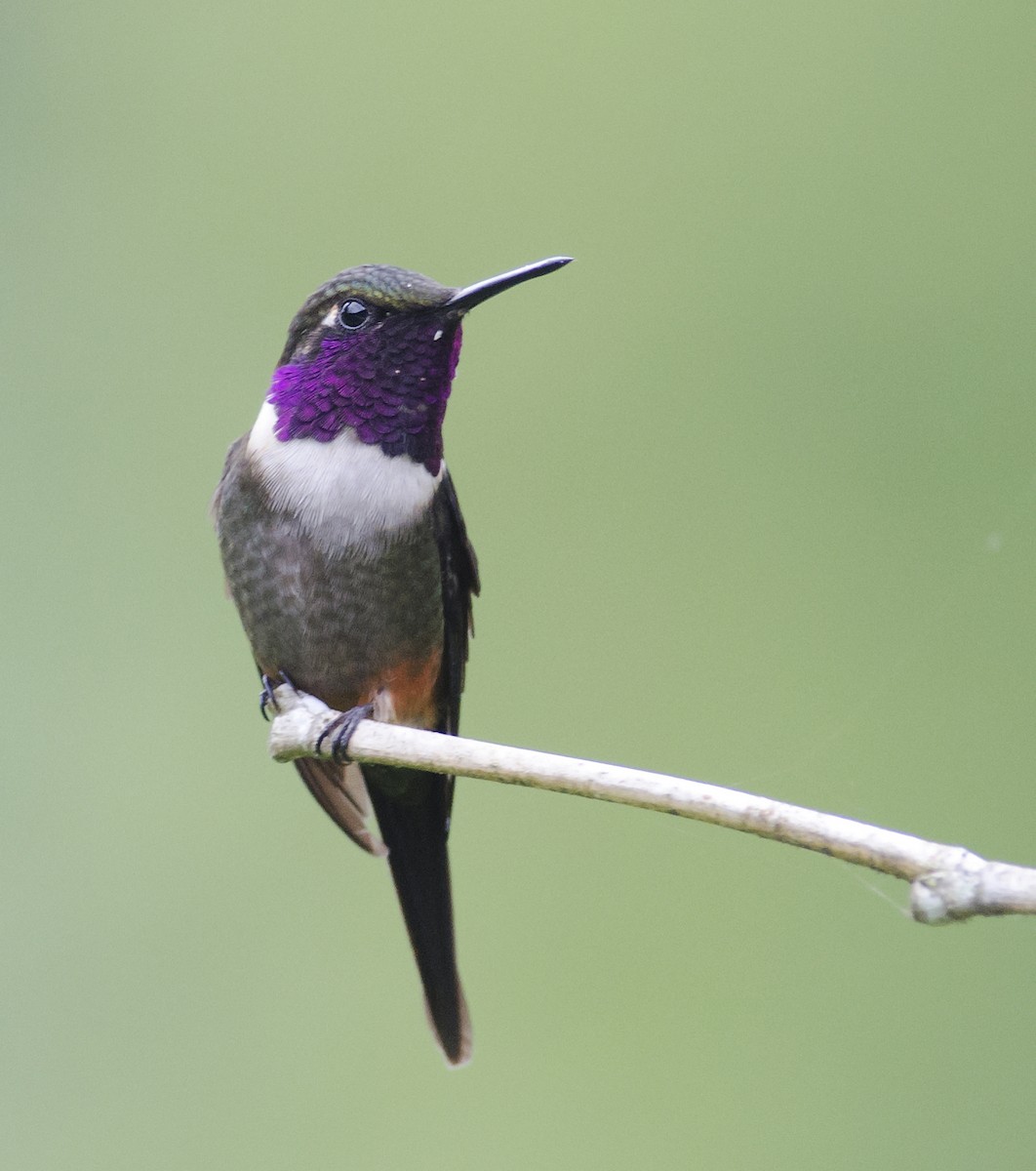 Purple-throated Woodstar - Joshua Vandermeulen