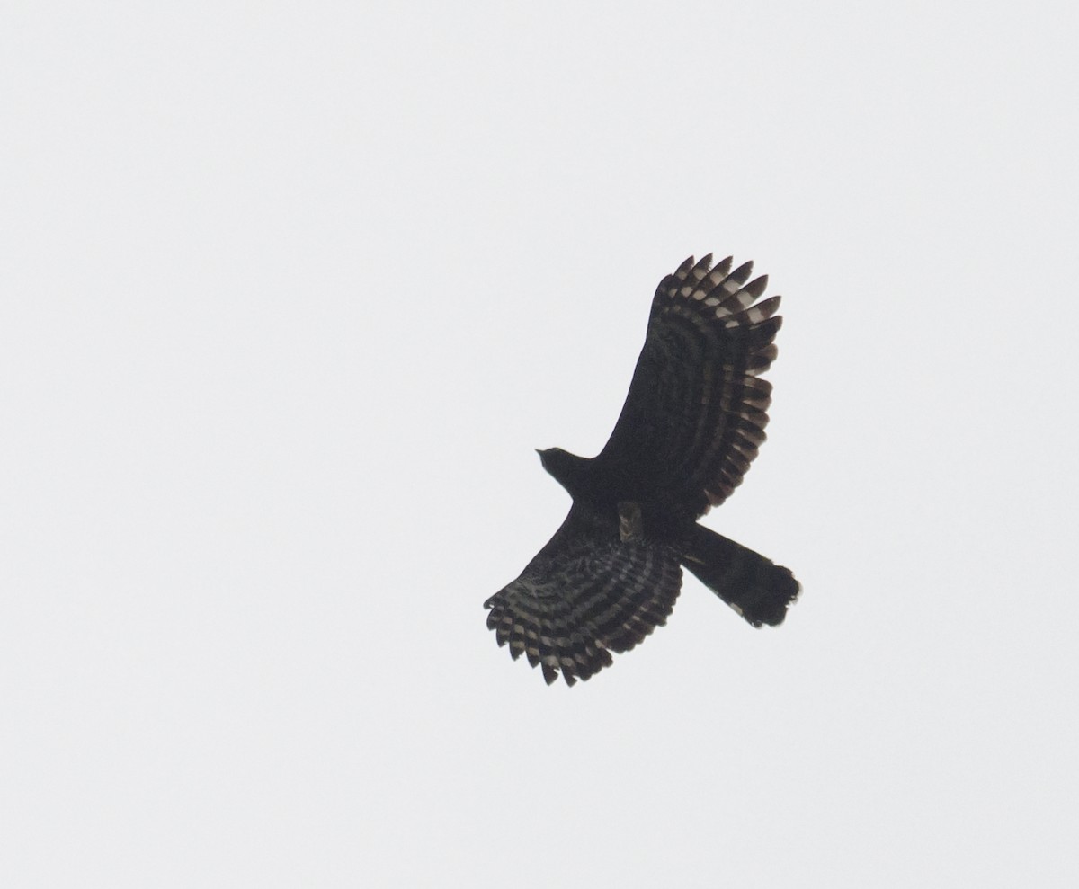 Black Hawk-Eagle - ML224108851