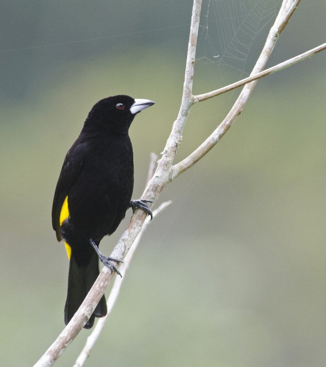 Tangara flamboyant (icteronotus) - ML224108961