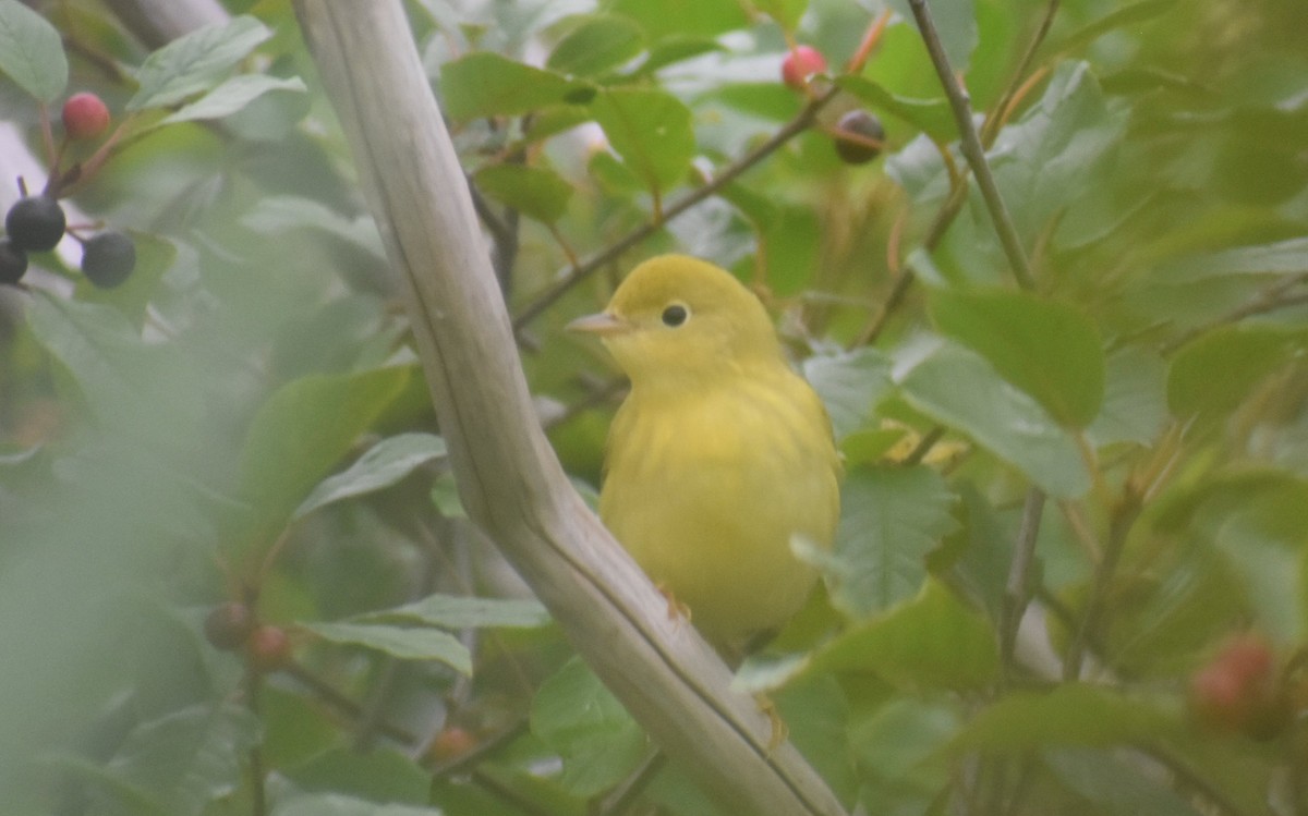 Yellow Warbler - Sebastian Benedetto