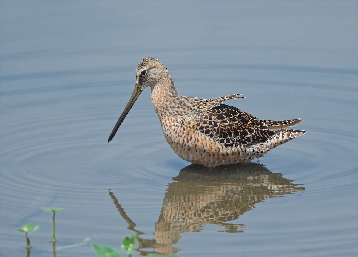Long-billed Dowitcher - ML224109331