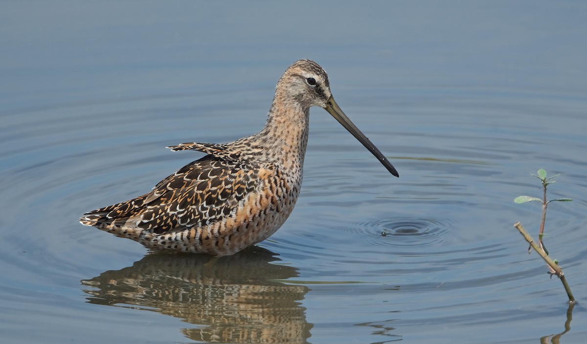 Long-billed Dowitcher - ML224109341