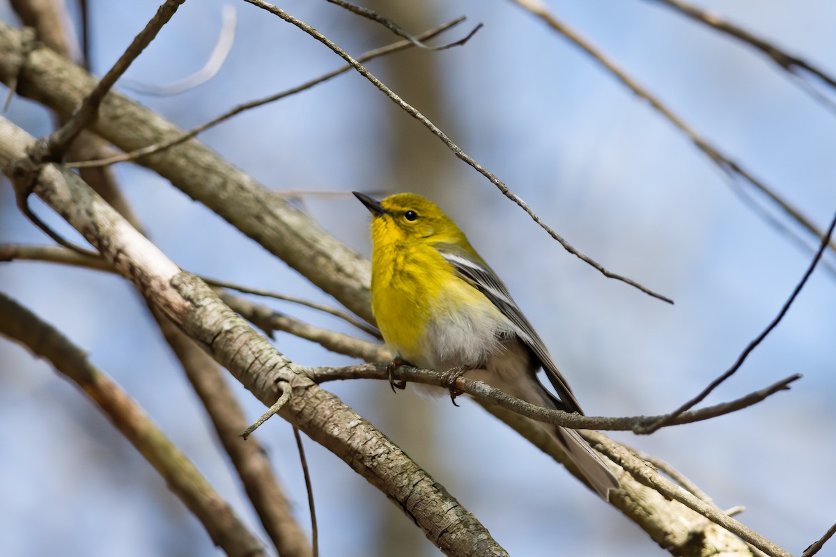 Pine Warbler - ML224109421